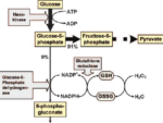 GLUCOSE-6-PHOSPHATE DEHYDROGENASE