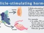 FOLLICLE STIMULATING HORMONE (FSH)