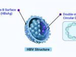 HEPATITIS B VIRAL DNA (HBV DNA) QUANTITATIVE REAL TIME PCR