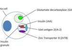 DIABETES TYPE 1 AUTOIMMUNE PROFILE