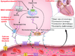 CATECHOLAMINES, PLASMA